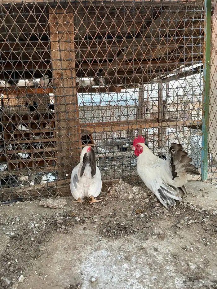 دجاج جبنيز 6