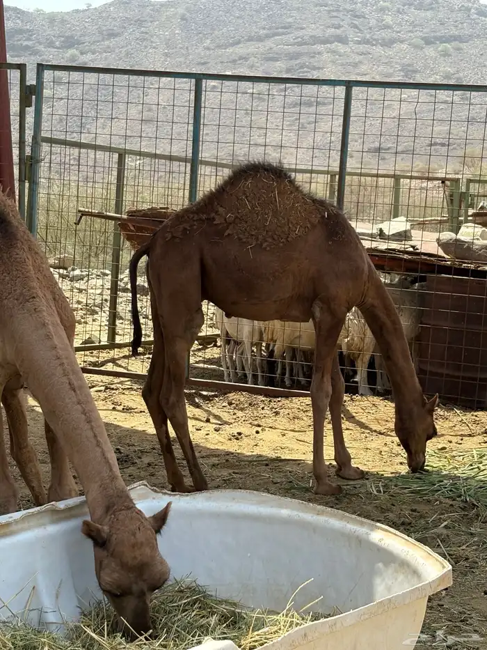 قعدان للبيع العدد 2 5