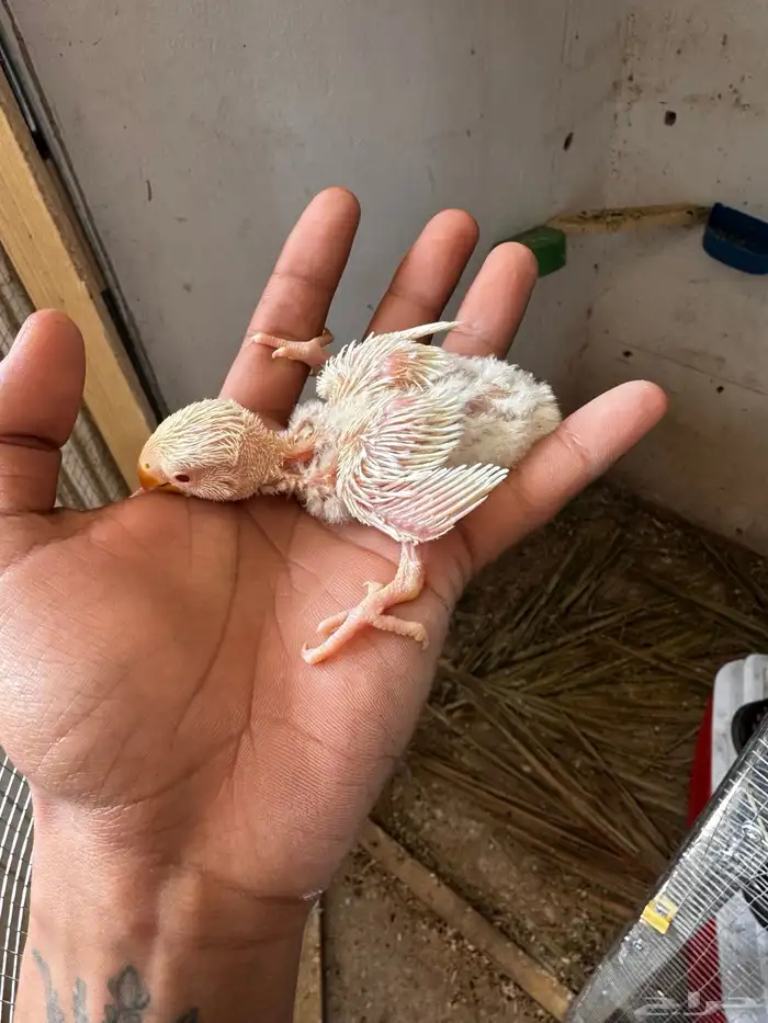 فروخ روز الالبينو صافي 1