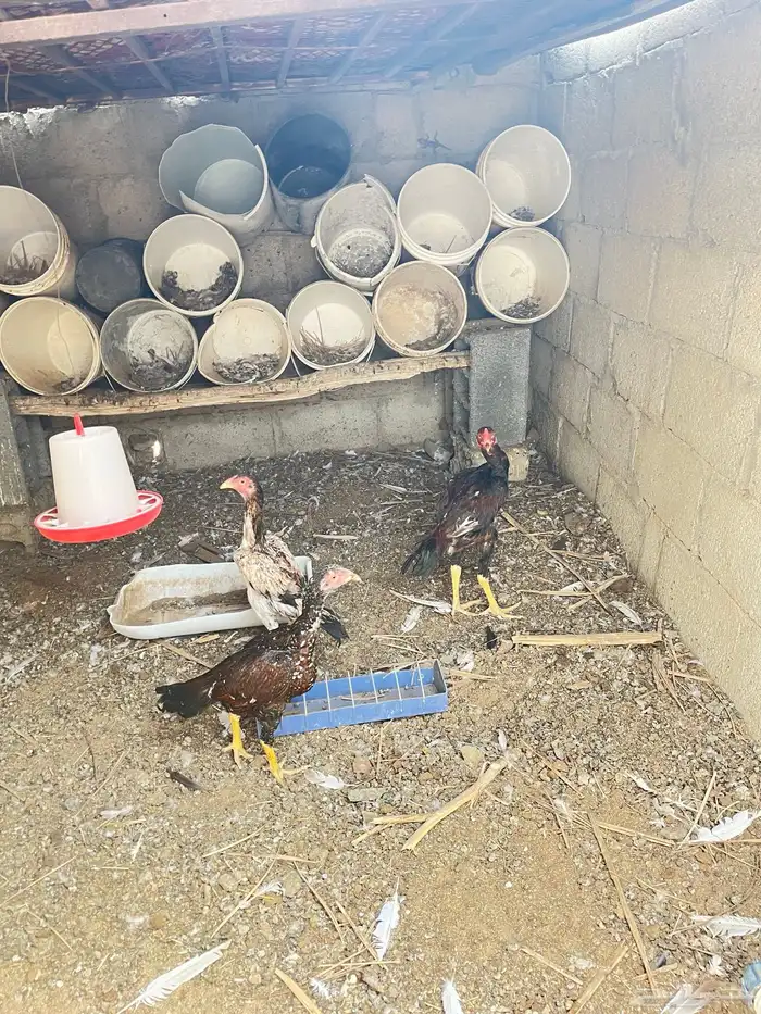 دجاج 2