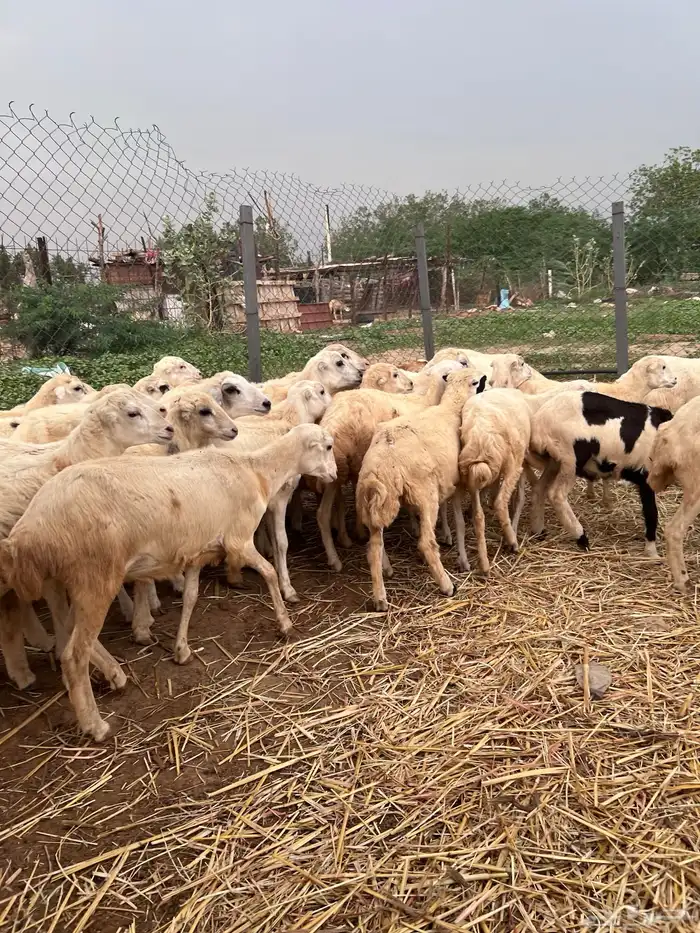 رخال رفيدي من 580 5