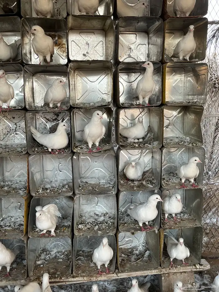 حمام سوبر جامبو 1