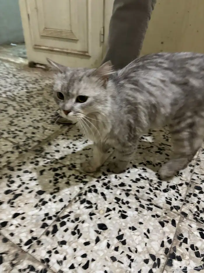 شرازي للبيع 2