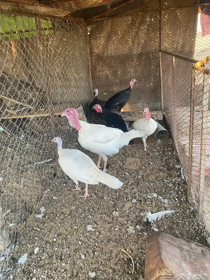 دجاج رومي 2