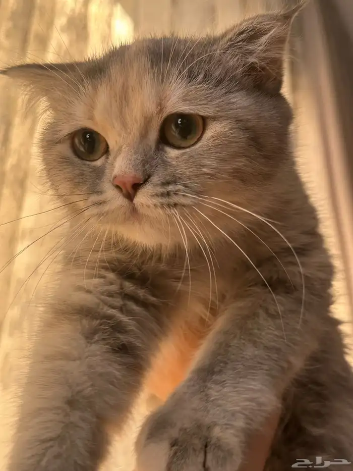 انثى سكوتش هجين متاحة للبيع 1