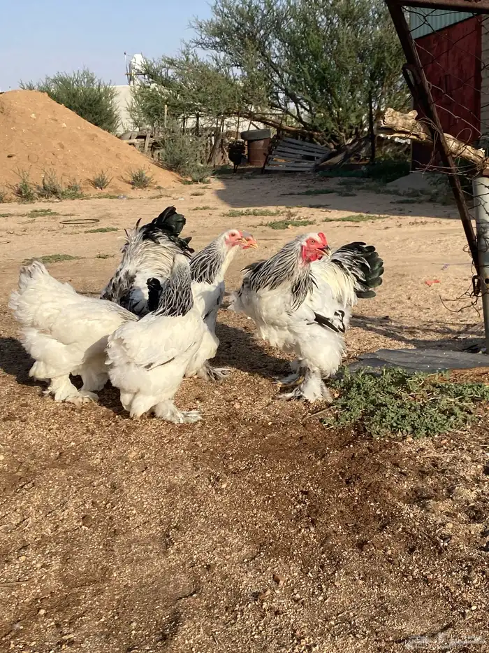 دجاج براهما 0