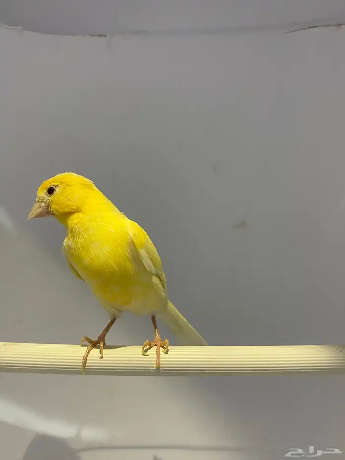 جوز كناري 2
