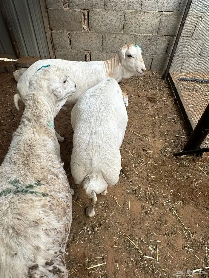 طليان رفيد مرابي 7