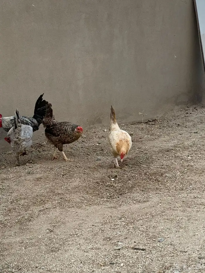 دجاج فيومي و بلدي 5