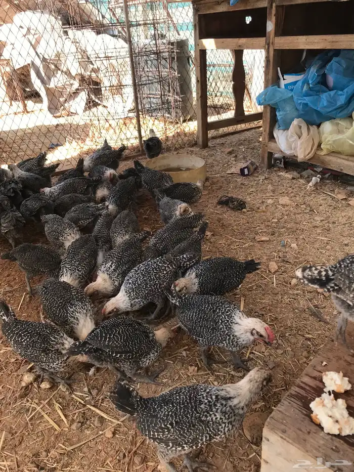 دجاج فيومي شهرين و ونص 5