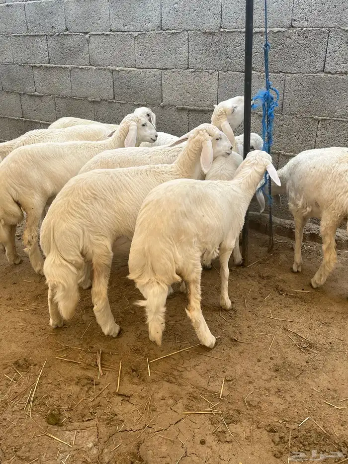 رخال فواخرر تم البيع 4