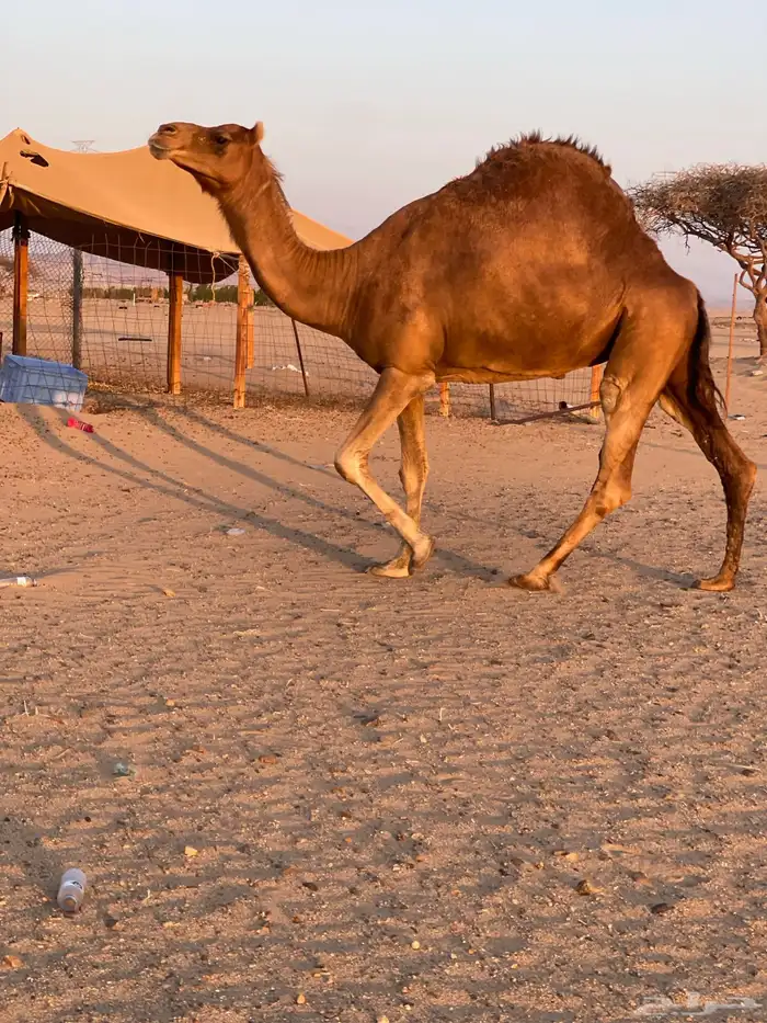 للبيع ناقه حايل طيبه 3