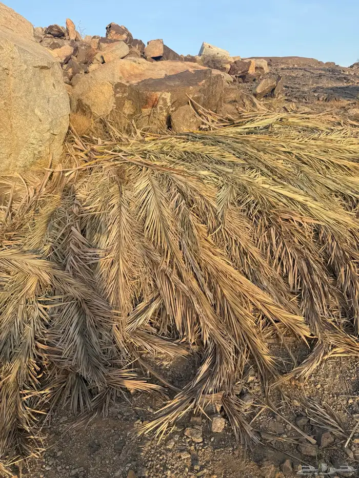 سعف نخل للبيع 0