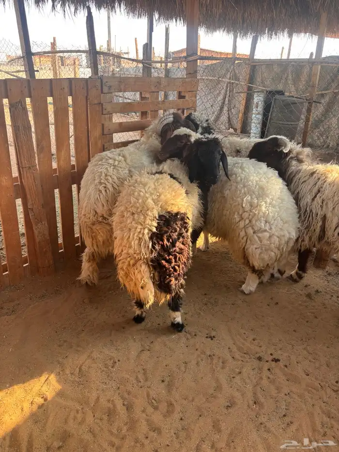 نعيم وحري 1
