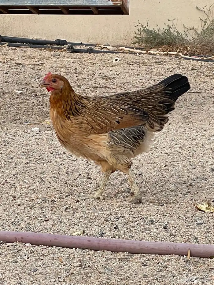 دجاج مسرول للبيع 4