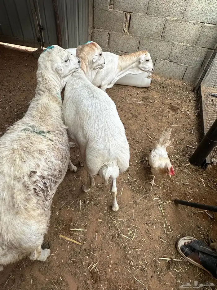 تيوس مرابي عمر 4 شهور للبيع 3