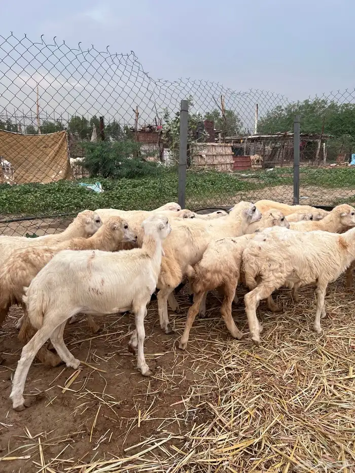 رخال رفيدي من 580 2