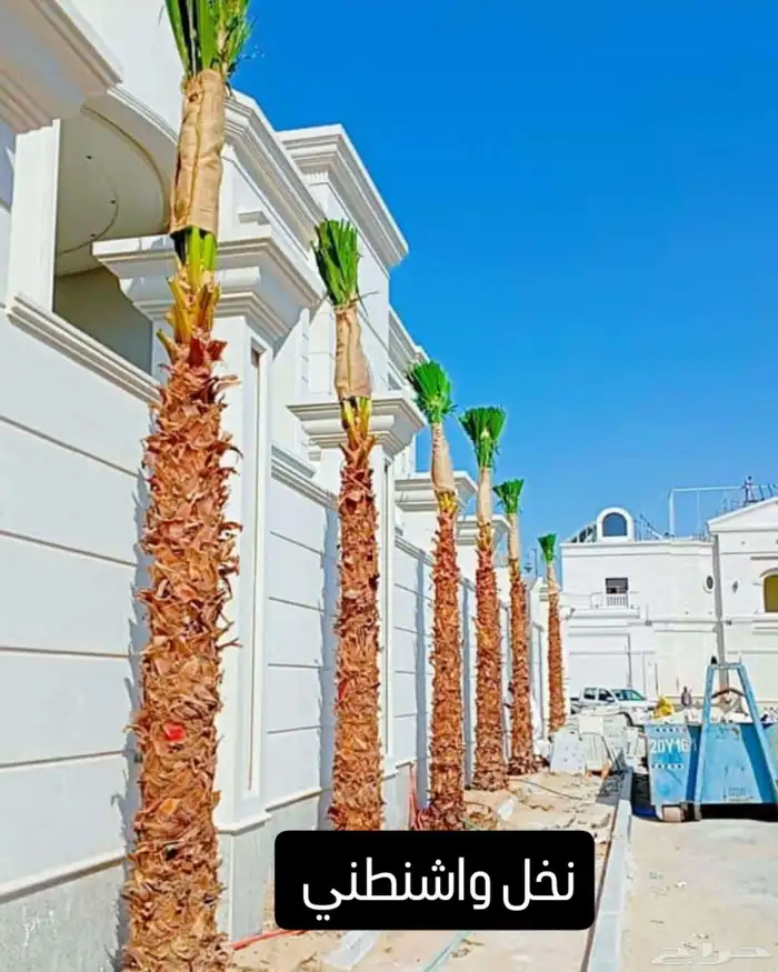 توريد وتركيب نخل العربي والوشنطني 1
