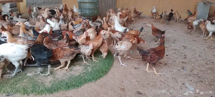 دجاج بلدي 1