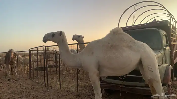 بكار طيبات 0