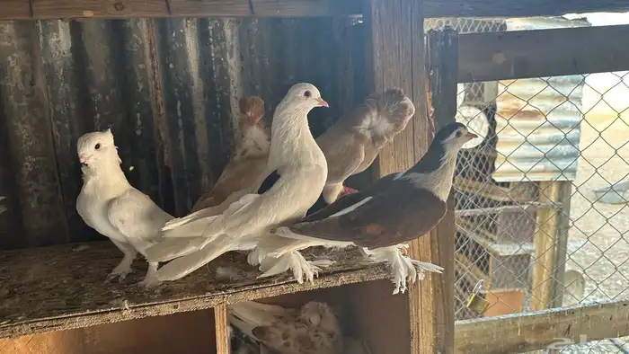 حمام للبيع زينه شرازي وبلجيكي وحب رمان ورقيص وبالون حاله من 17