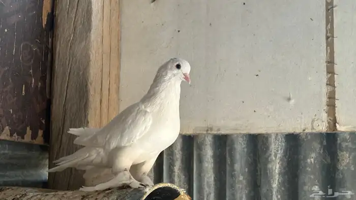 حمام للبيع زينه شرازي وبلجيكي وحب رمان ورقيص وبالون حاله من 16