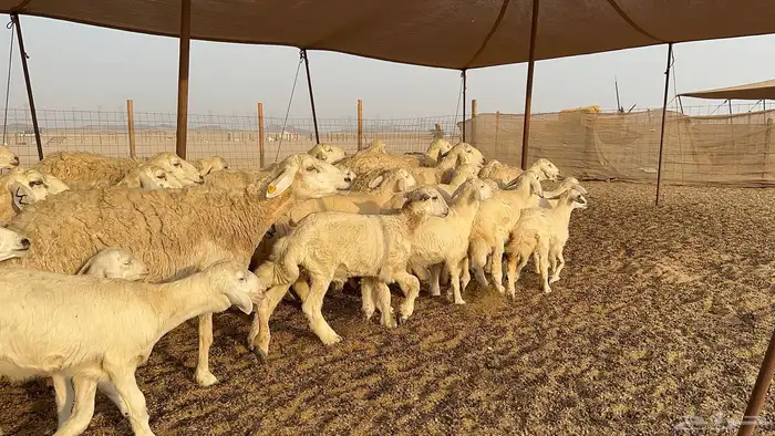 غنم حرية جروم حرش عدد 31 يتبعها 30 3