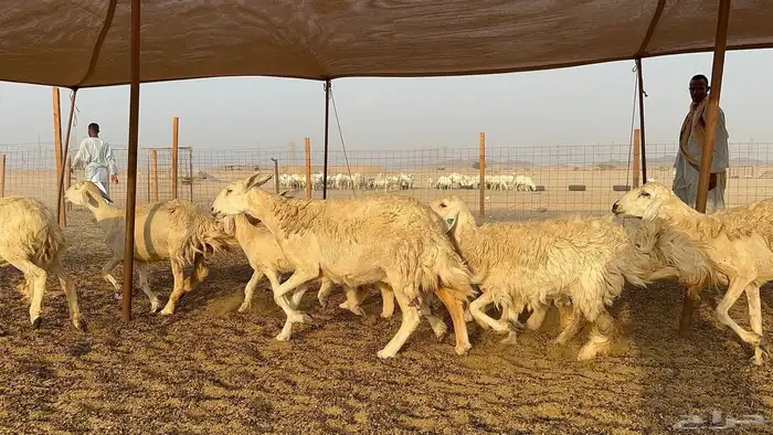 غنم حرية جروم حرش عدد 31 يتبعها 30 5