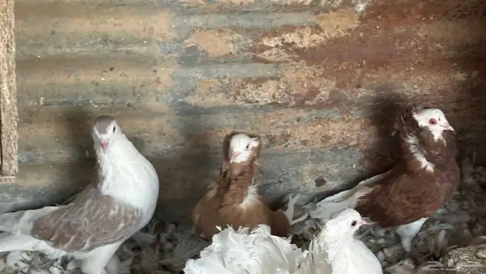 حمام للبيع زينه شرازي وبلجيكي وحب رمان ورقيص وبالون حاله من 6