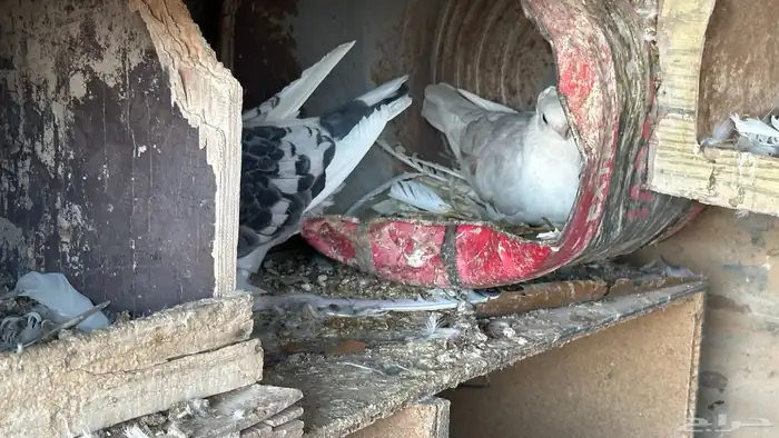 حمام للبيع زينه شرازي وبلجيكي وحب رمان ورقيص وبالون حاله من 5