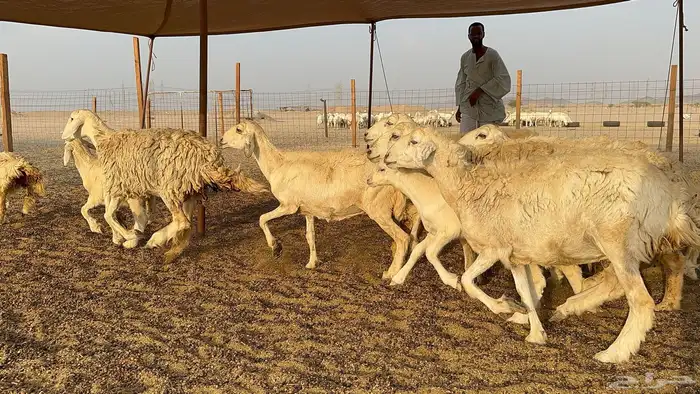 غنم حرية جروم حرش عدد 31 يتبعها 30 1