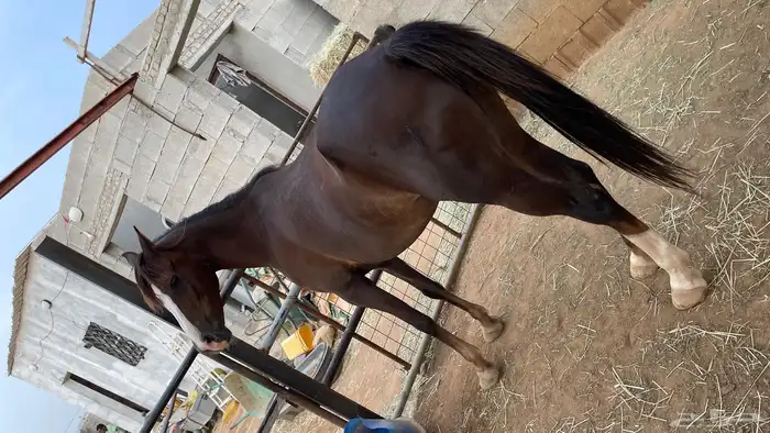 للبيع خيل النوع فرس دهماء ركوب وإنتاج 2