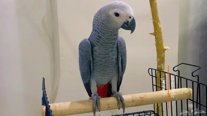 كاسكو فرخ هدد 7