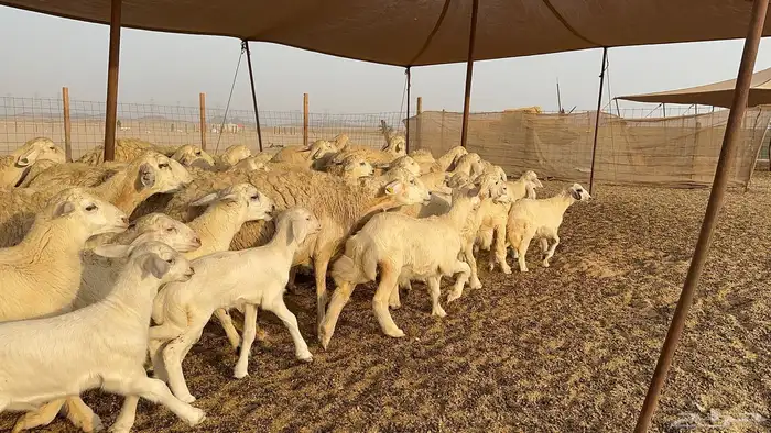 غنم حرية جروم حرش عدد 31 يتبعها 30 2