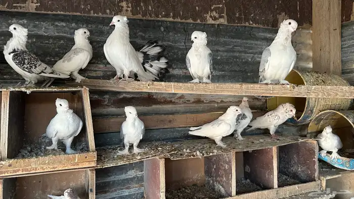 حمام للبيع زينه شرازي وبلجيكي وحب رمان ورقيص وبالون حاله من 7