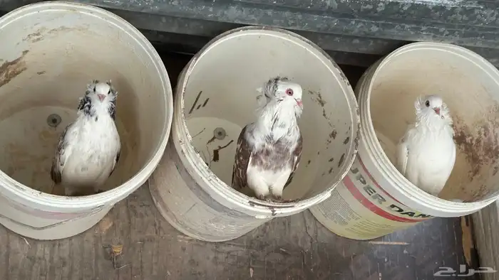 حمام للبيع زينه شرازي وبلجيكي وحب رمان ورقيص وبالون حاله من 10