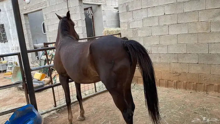 للبيع خيل النوع فرس دهماء ركوب وإنتاج 1