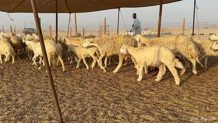 غنم حرية جروم حرش عدد 31 يتبعها 30 4