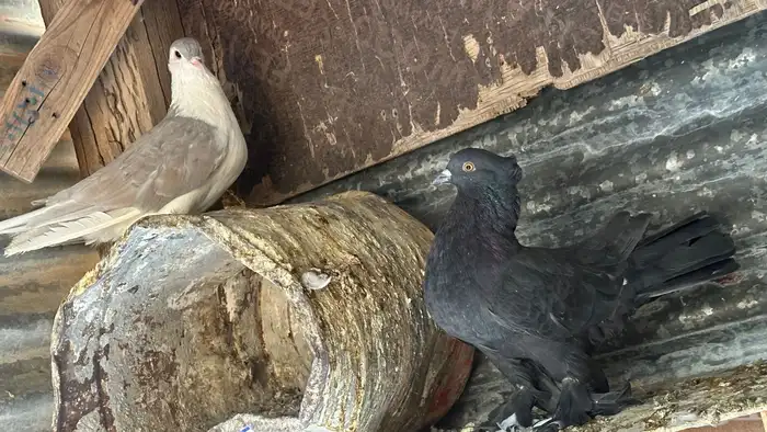 حمام للبيع زينه شرازي وبلجيكي وحب رمان ورقيص وبالون حاله من 12
