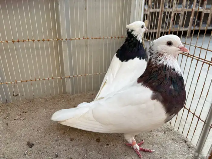 حمام ايراني مطوق بانتاجه 3