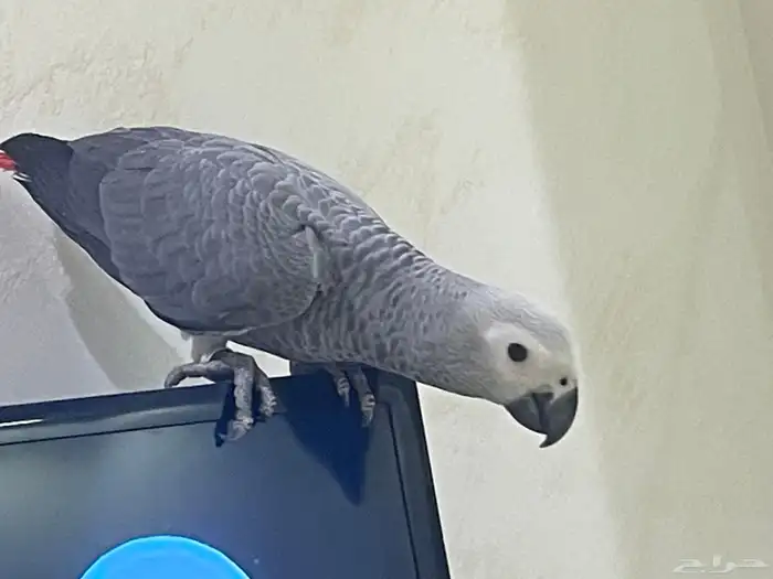 كاسكو فرخ هدد 1