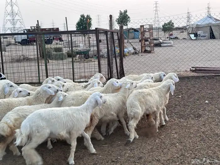 طليان ورخال 23 راس بحرة حدا 9