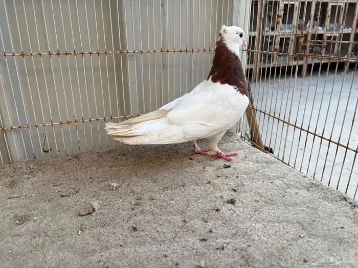 حمام ايراني مطوق بانتاجه 7