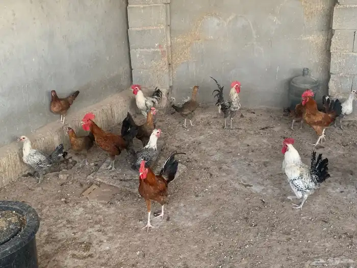 دجاج بلدي مشكل فواتح و فيومي بشاير (تمم البييع) 0