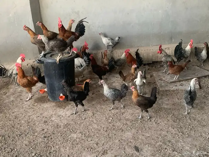دجاج بلدي مشكل فواتح و فيومي بشاير (تمم البييع) 5