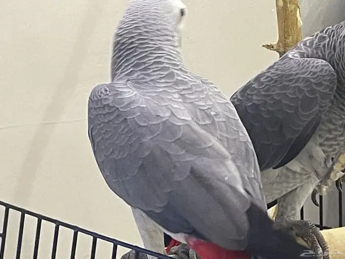 كاسكو فرخ هدد 2