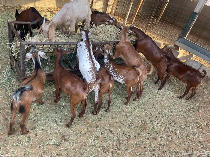 تيوس جنوبية بسوق الجربوع 1