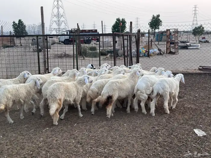 طليان ورخال 23 راس بحرة حدا 12