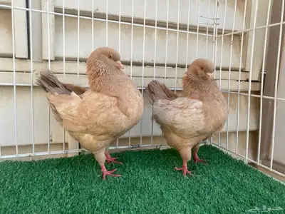 كنق مني مودينا index