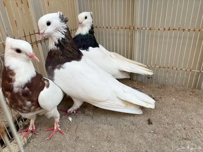 حمام ايراني مطوق بانتاجه 0